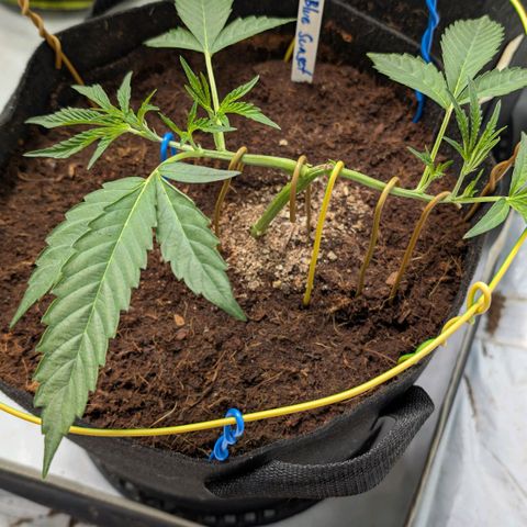 Blue Sunset  growlog timeline photo