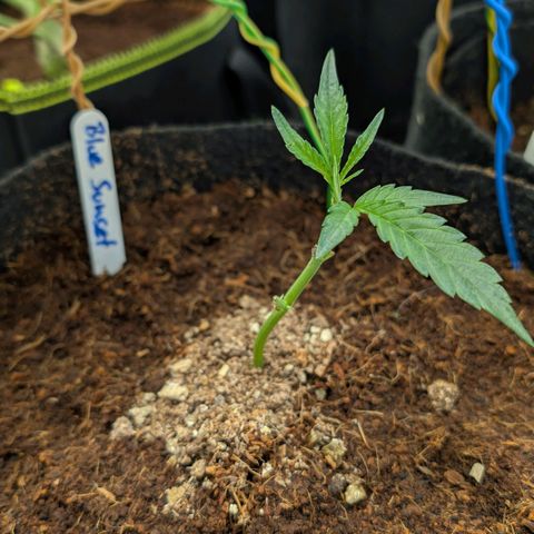 Blue Sunset  growlog timeline photo