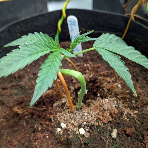 Blue Sunset  growlog timeline photo