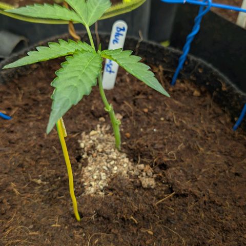 Blue Sunset  growlog timeline photo
