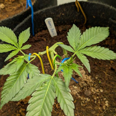 Cherry Bacio  growlog timeline photo