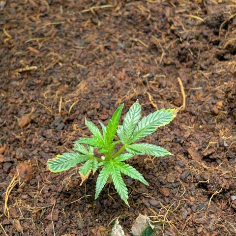 Cherry Bacio  growlog timeline photo