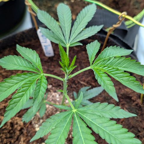 Cherry Bacio  growlog timeline photo