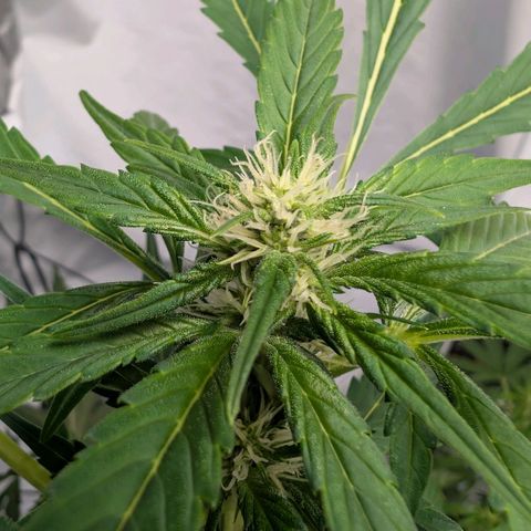 Papaya Cookies Auto  growlog timeline photo