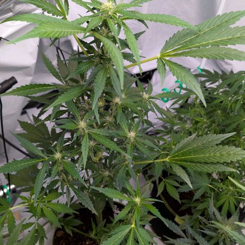 Papaya Cookies Auto  growlog timeline photo