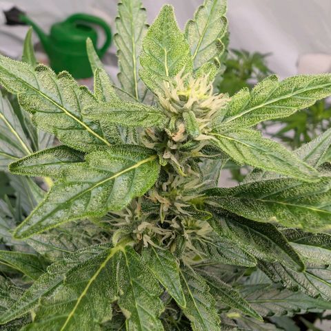Gorilla Zkittlez Auto growlog timeline photo