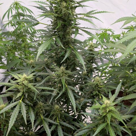 Gorilla Zkittlez Auto growlog timeline photo