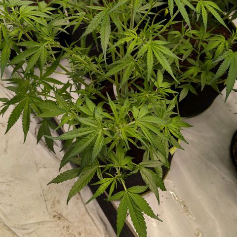 Nama's Threesome #3 growlog timeline photo