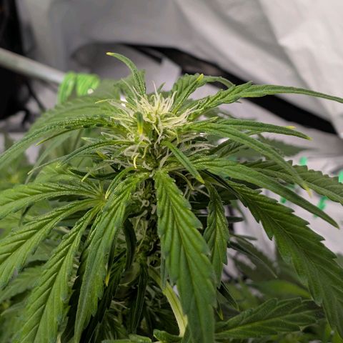 Nama's Threesome #2 growlog timeline photo