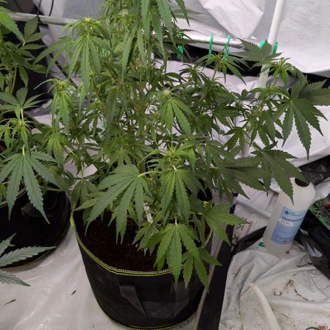 Nama's Threesome #2 growlog timeline photo