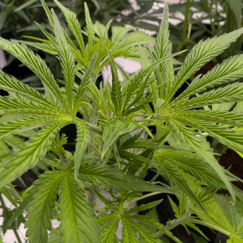 Citrus Fuel (Semi) Automatic growlog timeline photo