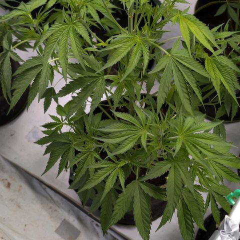 Citrus Fuel (Semi) Automatic growlog timeline photo