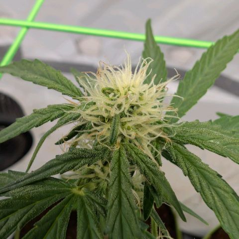 Mimosa Sunrise XXL Automatik  growlog timeline photo