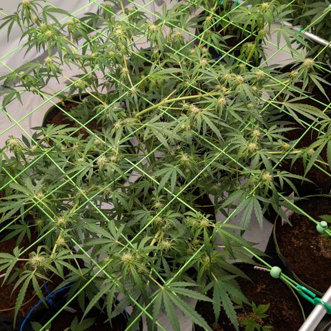 Mimosa Sunrise XXL Automatik  growlog timeline photo