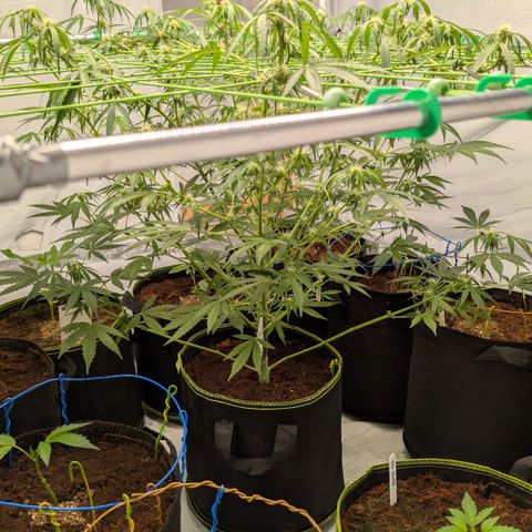 Mimosa Sunrise XXL Automatik  growlog timeline photo