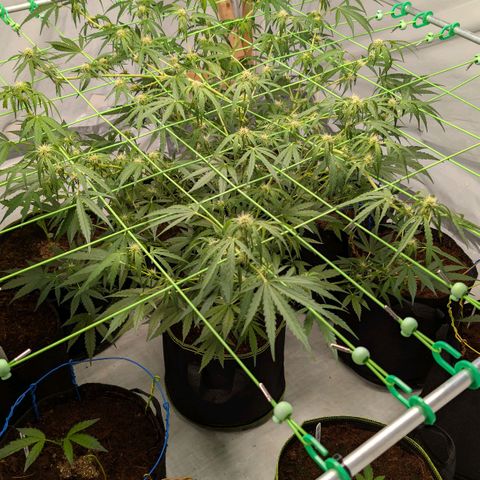 Mimosa Sunrise XXL Automatik  growlog timeline photo