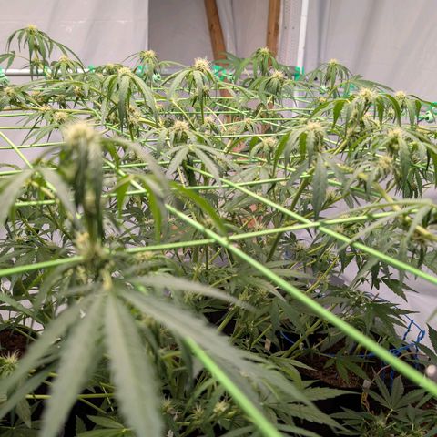 Mimosa Sunrise XXL Automatik  growlog timeline photo