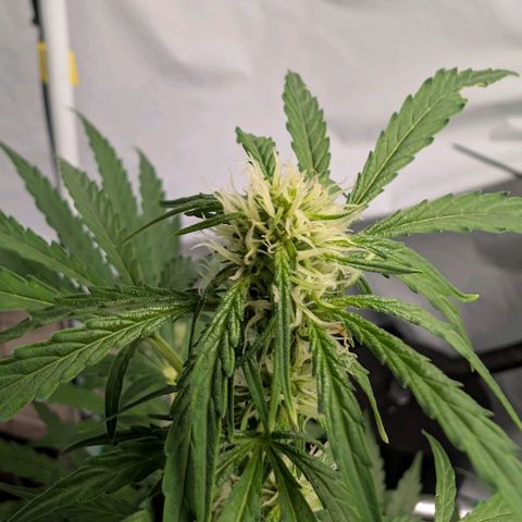 Blueberry Candiez growlog timeline photo