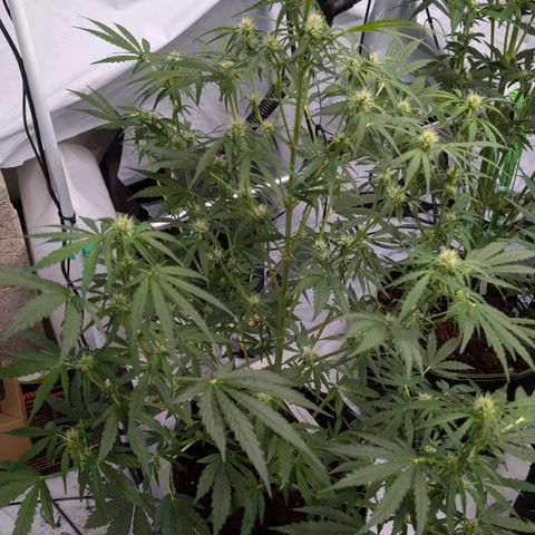 Blueberry Candiez growlog timeline photo