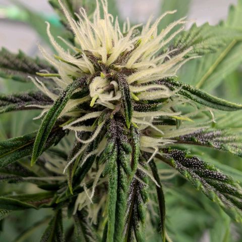 Nama's Threesome #1 growlog timeline photo