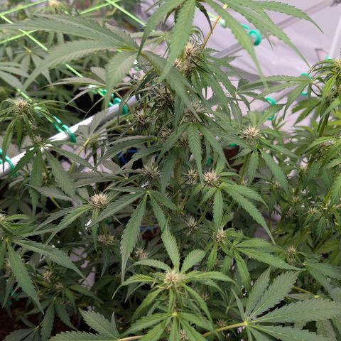 Nama's Threesome #1 growlog timeline photo