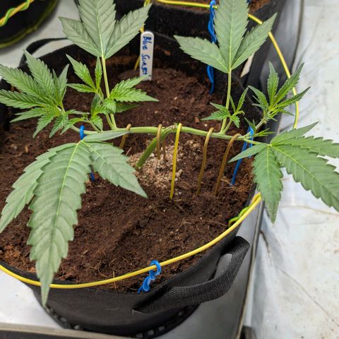 Blue Sunset  growlog timeline photo