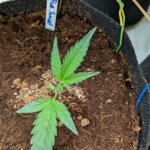 Blue Sunset  growlog timeline photo