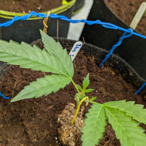 Blue Sunset  growlog timeline photo