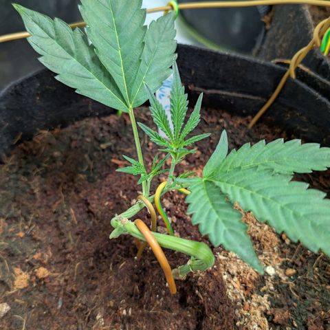 Blue Sunset  growlog timeline photo