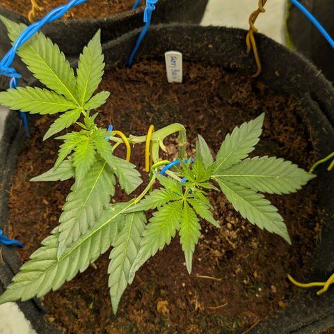 Cherry Bacio  growlog timeline photo