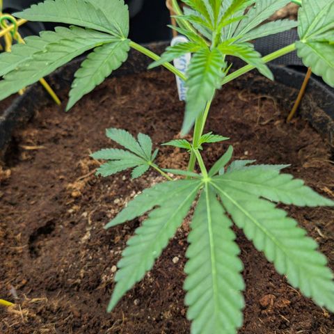 Cherry Bacio  growlog timeline photo