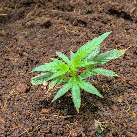 Cherry Bacio  growlog timeline photo