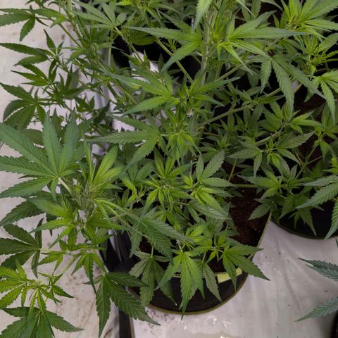 Nama's Threesome #3 growlog timeline photo
