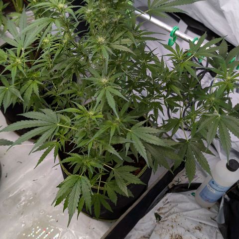 Nama's Threesome #2 growlog timeline photo
