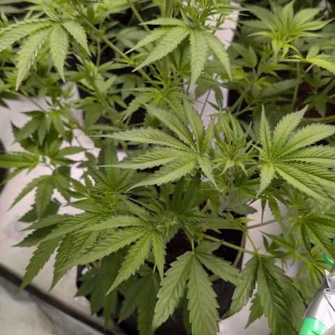 Citrus Fuel (Semi) Automatic growlog timeline photo