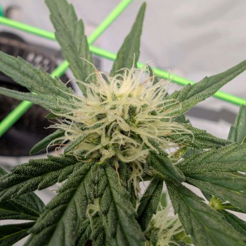 Mimosa Sunrise XXL Automatik  growlog timeline photo