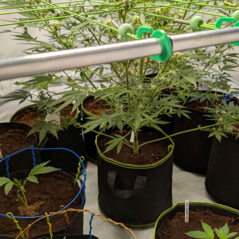 Mimosa Sunrise XXL Automatik  growlog timeline photo