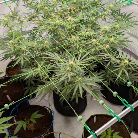 Mimosa Sunrise XXL Automatik  growlog timeline photo