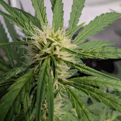 Blueberry Candiez growlog timeline photo