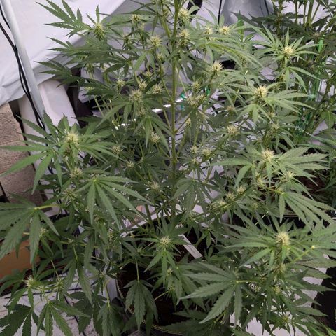 Blueberry Candiez growlog timeline photo