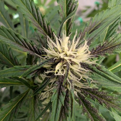 Nama's Threesome #1 growlog timeline photo