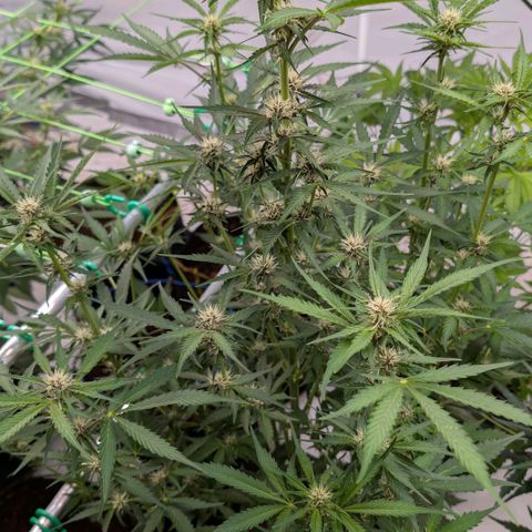 Nama's Threesome #1 growlog timeline photo