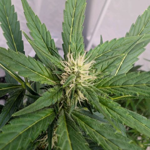 Papaya Cookies Auto  growlog timeline photo