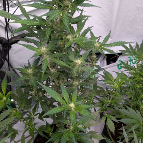 Papaya Cookies Auto  growlog timeline photo