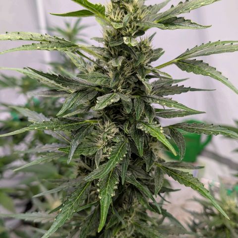 Gorilla Zkittlez Auto growlog timeline photo