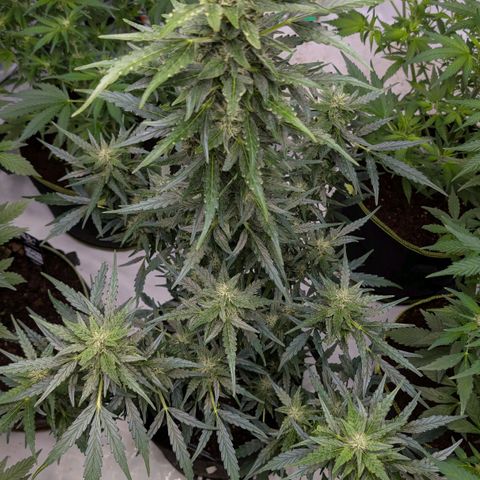 Gorilla Zkittlez Auto growlog timeline photo