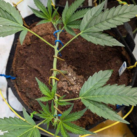 Blue Sunset  growlog timeline photo