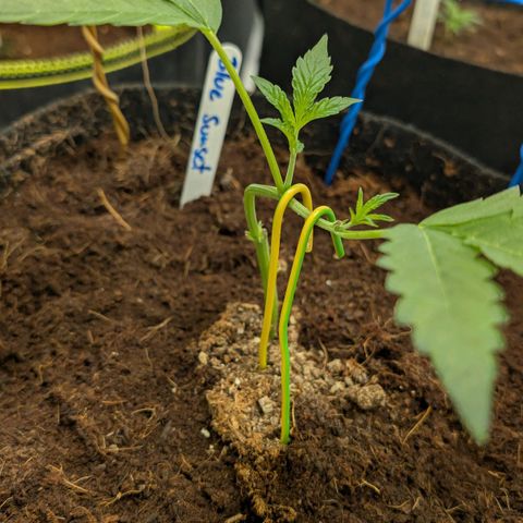 Blue Sunset  growlog timeline photo