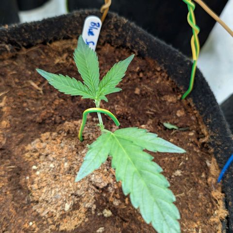 Blue Sunset  growlog timeline photo