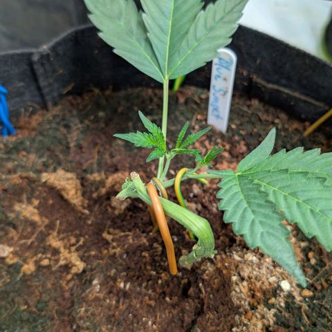 Blue Sunset  growlog timeline photo